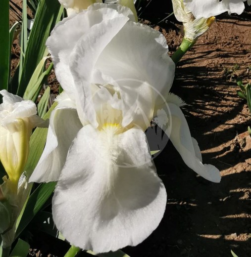 Iris pallida Alba Sandor IMG_20200602_092350 upr